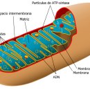 엔도 메디컬 이미지