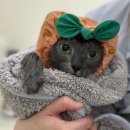샤토미뇽 네이버블로그