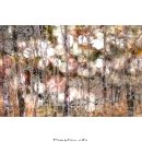 자작나무이야기 이미지