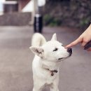 회원종합동물병원 이미지