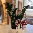 릴리플라워 이미지