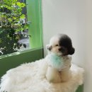 퍼피 앤 퍼피(PUPPY & PUPPY) 이미지