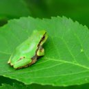 청개구리 이미지