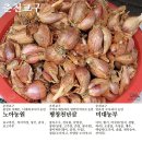 평창천년삼 이미지