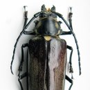 장수하늘소 이미지