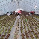 양촌농장 이미지