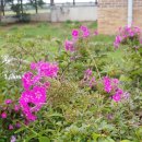 신도3리 이미지