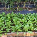 파파지붕펜션 이미지