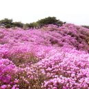 ▣ 제 79 차 " 강화도 고려산 진달래 축제@전등사 트레킹" 안내 이미지