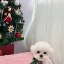 몽실묭실 이미지