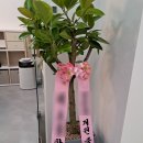 수학의달인봉담동화학원 | 동화리 수학학원 / 학원 개업화분 / 솜리플라워 봉담꽃집