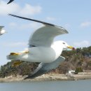 갈매기 이미지