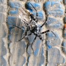 둔전제일 초등학교 이미지