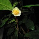 시가 있는 저녁 이미지