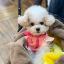 용인서현 동물병원 이미지