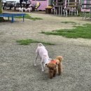 시원애견 | 강아지와 시원한 여름 나기-수영장이 있는 애견동반카페 늘푸른초원 방문 후기