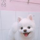 살롱드 꽃개 이미지