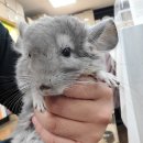 로던트클럽 화정 본점 이미지