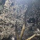 희망이 꽃피는 행복한 우리동네 서천 | 벚꽃의 유래