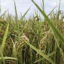 강화인삼협동조합 이미지