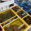 꼬독꼬독 이미지