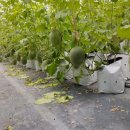 지만농장 이미지