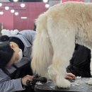 애견미용 이미지