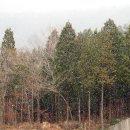 남해편백자연휴양림 이미지