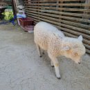 백조와 믿음 이미지