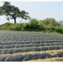 감물농장 이미지