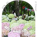 (주)비앤에스푸드경남점 | 축제 끝물에 진주 월아산 수국축제 명소 오픈런한 후기