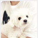 쿨 애견미용 | 서울 강남 강아지유치원 2만원대 비용 애견미용 같이하기