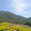 파라다 모텔 | 다랭이 마을 말고 🌼 남해 🦀 파라다랑스 유채꽃 (4/11 개화)