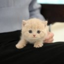 미유펫 강아지분양 고양이분양 김포점 | 김포고양이분양 미유펫 계획한다면