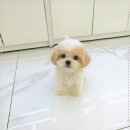 강아지분양 꽃강아지 중랑점 | 귀여운 꽃강아지중랑점 강아지분양 이문동강아지분양