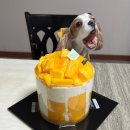 첼로병원 | 드디어 돌아온 대전 성심당 망고시루 구매 후기｜가격·웨이팅·구매팁 총정리