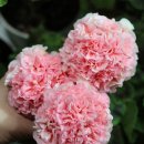 미미코코 이미지