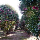 위미중앙로 이미지