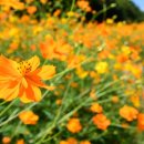 코스모스길14번길 이미지