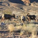 9박14일 수박겉핥기 서남부 황단(1)-Valley of Fire/Death Valley 이미지