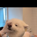 하오하개 이미지