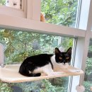 야옹아놀자 마곡점 이미지