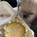 미식견의 주방 | [내돈내산댕먹] 미식견의 주방 : 송죽동 애견수제간식집 추천!