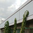 삼성초교 이미지