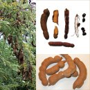 타마린드(tamarind) 소스 만드는 방법 이미지