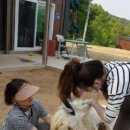 체리쉬독 이미지