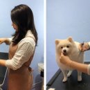 우주펫살롱 이미지