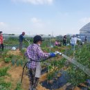 꽃회사농장 이미지