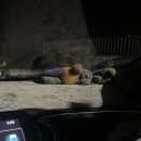 혜원동물병원 | 함께했던 사계절