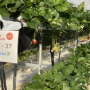 박준호농장 이미지